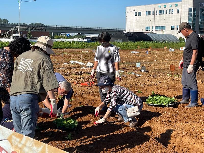 (2022.9.2.)우리동네 나눔텃밭 배추모종 심기 사진