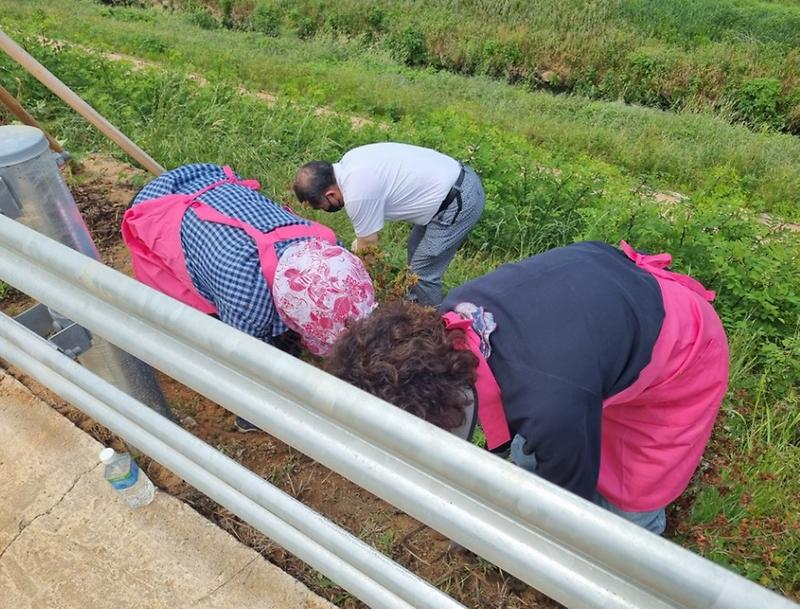 불로대곡동 주민자치회, 나진포천 잡초제거 사진