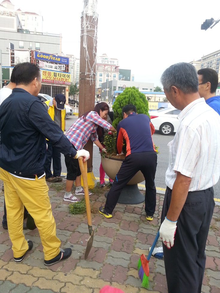 국화식재200.jpg 이미지