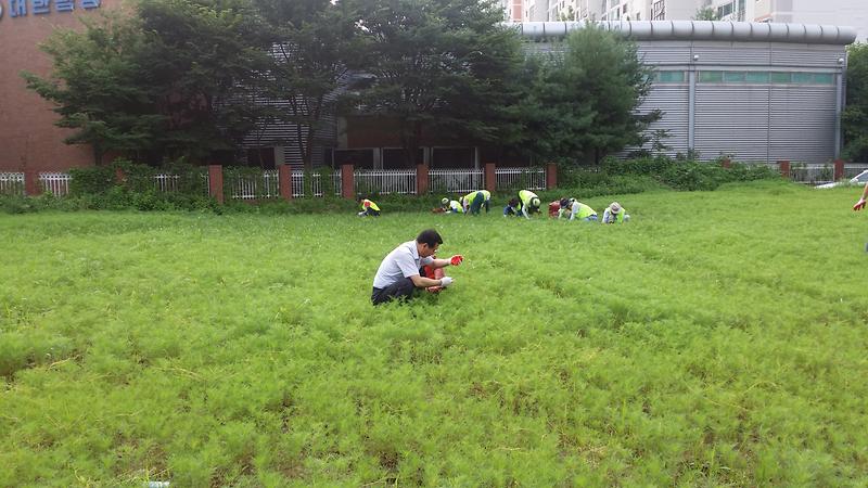 아름다운 꽃밭 잡초 및 새삼넝쿨 제거 사진